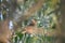 River warbler. Locustella fluviatilis