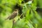 River warbler, Locustella fluviatilis singing in the bushes