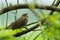 River warbler, Locustella fluviatilis singing in the bushes during summery breeding season