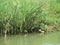 River water on the edge of fish and shrimp farmer settlements