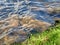 River Water Ripples on a grassy shore