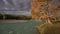 River Water Running Over Rapids With The Pine Forest On The Shore And Two Dogs Playing, Autumn Natural Landscape