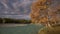 River Water Running Over Rapids With The Pine Forest On The Shore And Two Dogs Playing, Autumn Natural Landscape