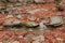 River water stagnant between stones and covered with red leaves