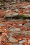 River water stagnant between stones and covered with red leaves