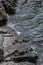 River water, surf, rocky shore, top view of clear reservoir water