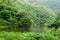 River through wild forest