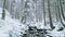 River winter forest nature tree ice outdoor season weather snow