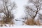 The riverbank is covered with snow, dry trees and reeds. Winter landscape