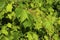 Riverbank Grape Leaves   707880
