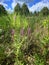 riverbank lush plants flowers spring backyard blue sky clouds day sunny marsh