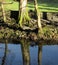 Riverbank, with reflections in clear water