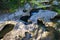 Riverbed for salmon laying eggs at Maritime Heritage Park, Bellingham, Washington