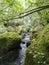 Riverbed sank into moss in a fairy forest and fern.