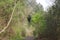 Riverfront Regional Park, California - trees.