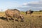 Riverine Buffalo also called Asian buffalo in field