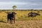 Riverine Buffalo also called Asian buffalo in field