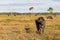 Riverine Buffalo also called Asian buffalo in field