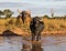 Riverine Buffalo also called Asian buffalo in field