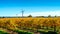 Riverland vineyard in autumn, South Australia