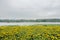 Riverside daisies in cloudy summer morning after rain