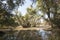 Riverside forest after flooding