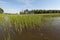 Riverside forest after flooding