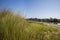 Riverside Oasis: Abundant Greenery Adorning the River Bank