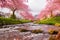 Riverside scene with Sakura trees, a charming cobblestone bridge