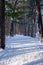 Riverside trail in William OBrien State Park during winter in Minnesota