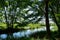 Riverside trees in sunny summer