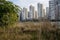 Riverside withered weeds in modern city of sunny winter afternoon