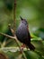 Riverside Wren - Cantorchilus semibadius species of bird in the family Troglodytidae, found in Costa Rica and Panama, habitat is