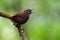 Riverside Wren - Cantorchilus semibadius species of bird in the family Troglodytidae, found in Costa Rica and Panama, habitat is