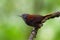 Riverside Wren - Cantorchilus semibadius species of bird in the family Troglodytidae, found in Costa Rica and Panama, habitat is