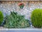 Riverstone wall with decorative bushes and hanging flower pot