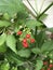 Rivina humilis or Bloodberry.