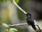 Rivoli`s hummingbird, Eugenes fulgens, San Gerardo de Dota, Costa Rica
