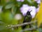 Rivoli`s hummingbird, Eugenes fulgens, San Gerardo de Dota, Costa Rica