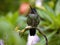 Rivoli`s hummingbird, Eugenes fulgens, San Gerardo de Dota, Costa Rica