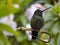 Rivoli`s hummingbird, Eugenes fulgens, San Gerardo de Dota, Costa Rica