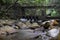 Rivulet and stone bridge in Shing Mun Reservoir