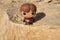 Riyadh / Saudi Arabia - February  15, 2019: Pop Funko toy model of slashed faced Tyrion Lannister with ax in full battle gear.