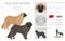 Rize Koyun dog clipart. All coat colors set.  All dog breeds characteristics infographic