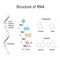 RNA. structural formula of adenine, cytosine, guanine and uracil