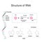 RNA structure. Adenine, Cytosine, uracil, Guanine, Ribose, Nucleotide, Pyrimidine, Purine, and Sugar phosphate backbone