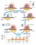 RNA translation as process of transcription of DNA to RNA outline diagram