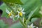 roach berry flowers on tree.