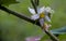 roach berry flowers on tree.