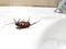 Roach dead on a white background.